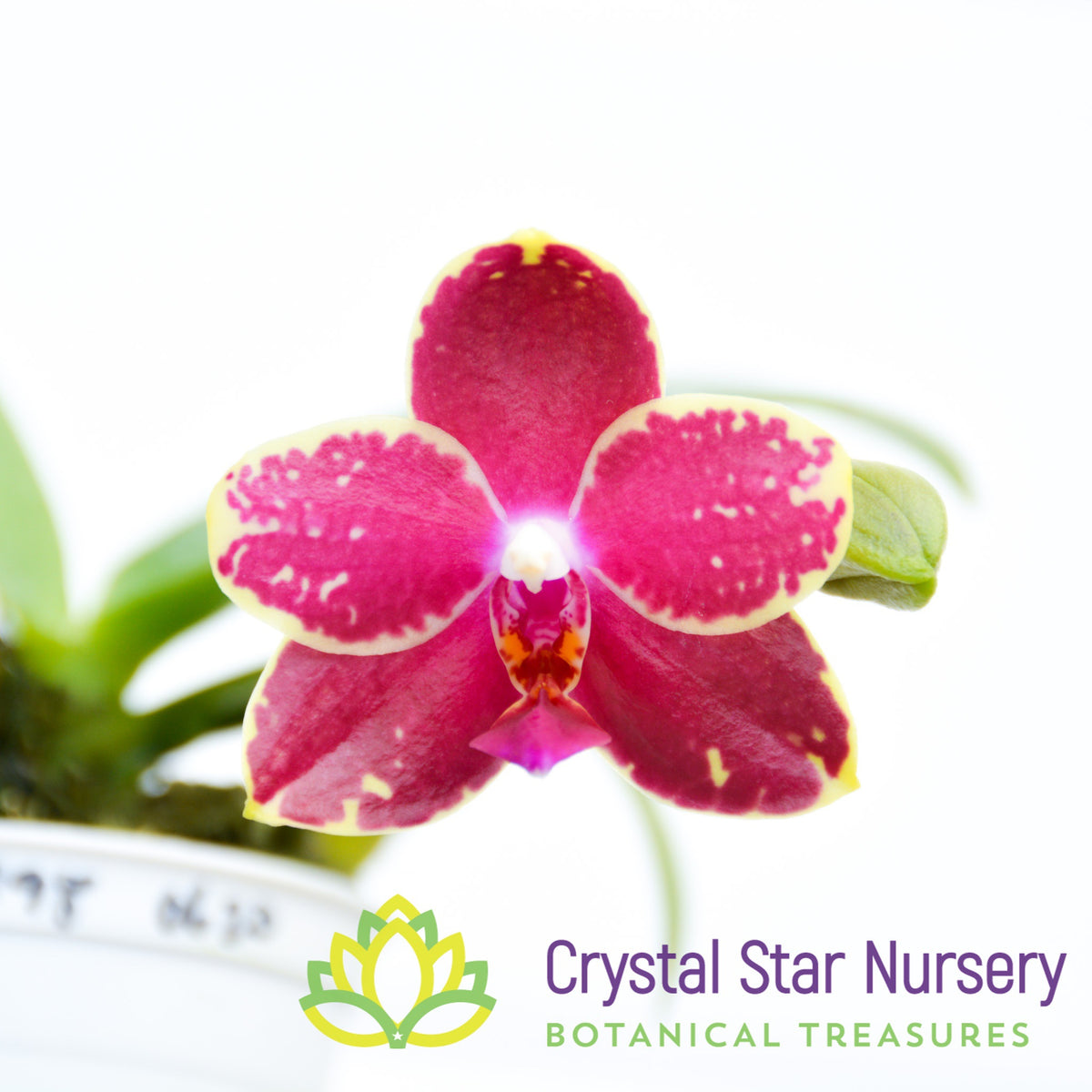Phalaenopsis Hsia&#39;s Eclipse (1798)