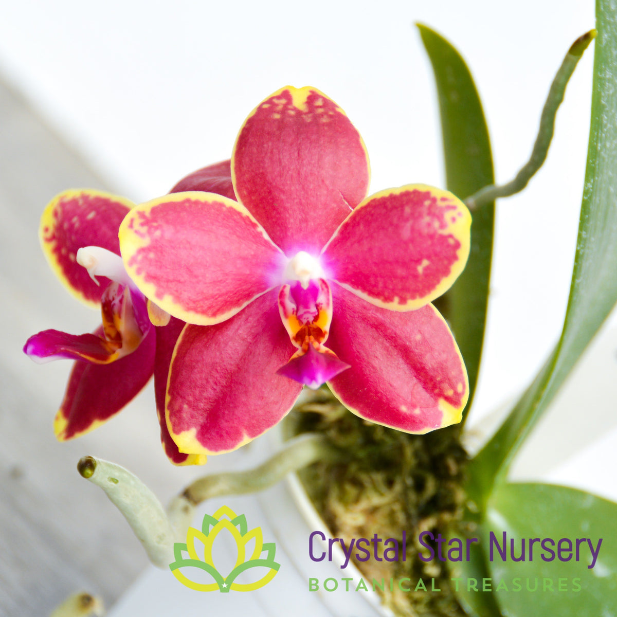 Phalaenopsis Hsia&#39;s Eclipse (1798)