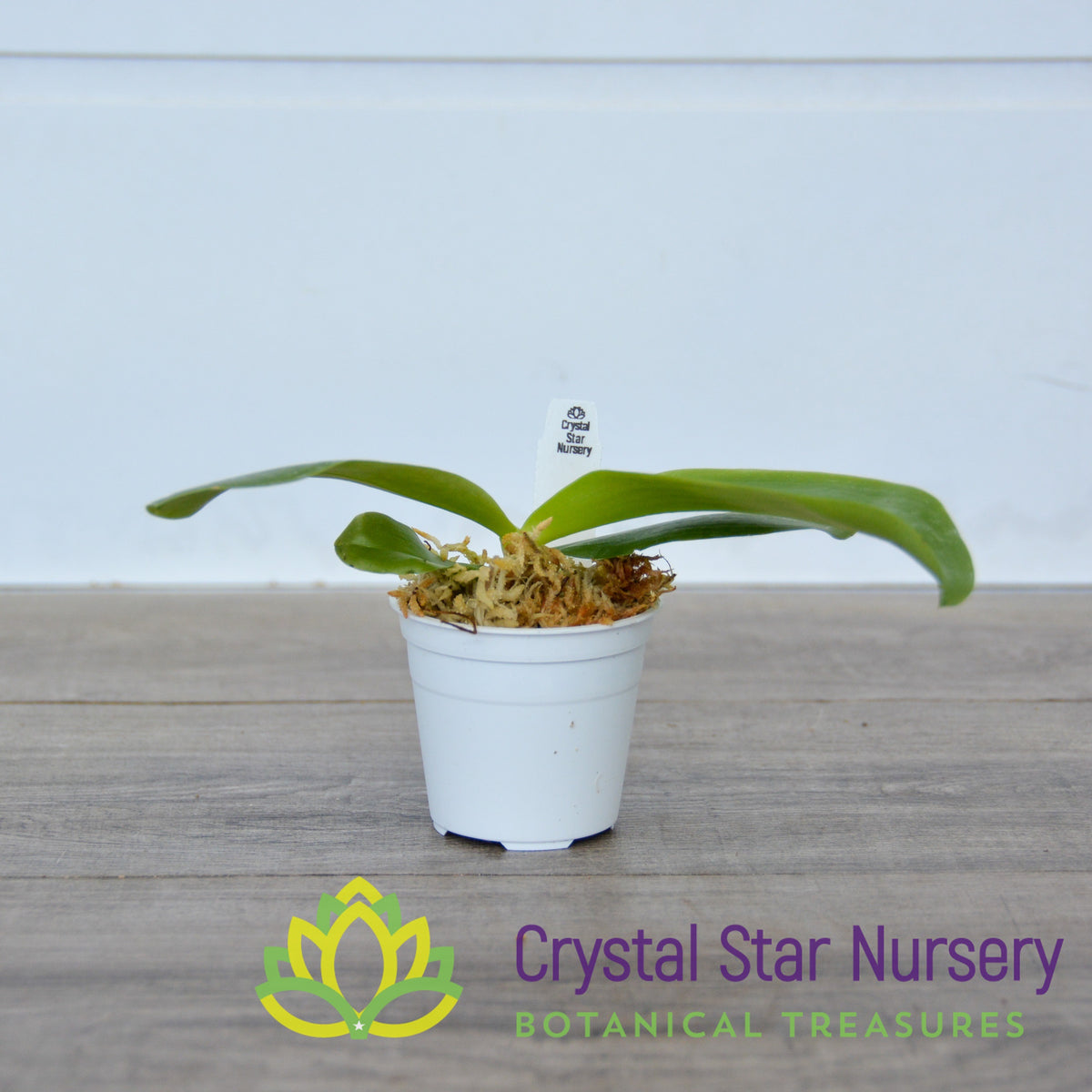 Phalaenopsis Hsia&#39;s Focus (361)