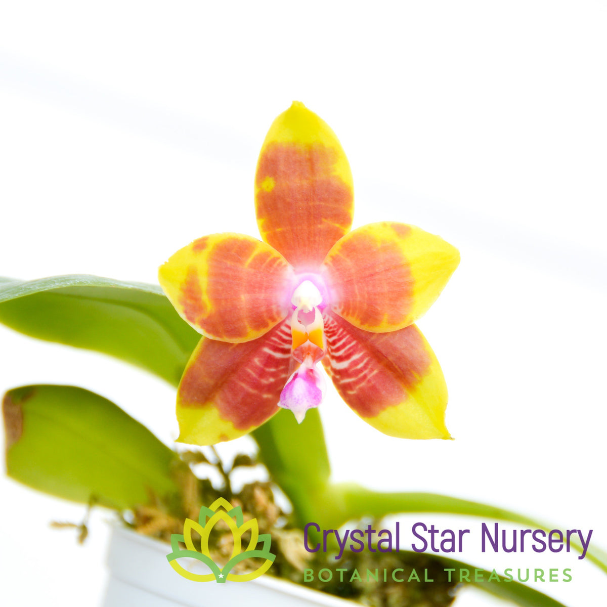 Phalaenopsis Hsia&#39;s Focus (361)