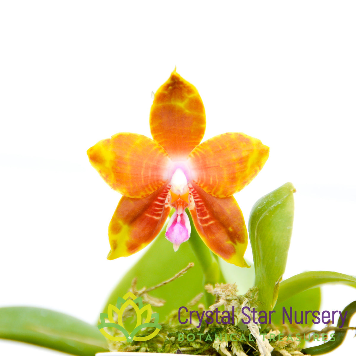 Phalaenopsis Hsia&#39;s Focus (361)