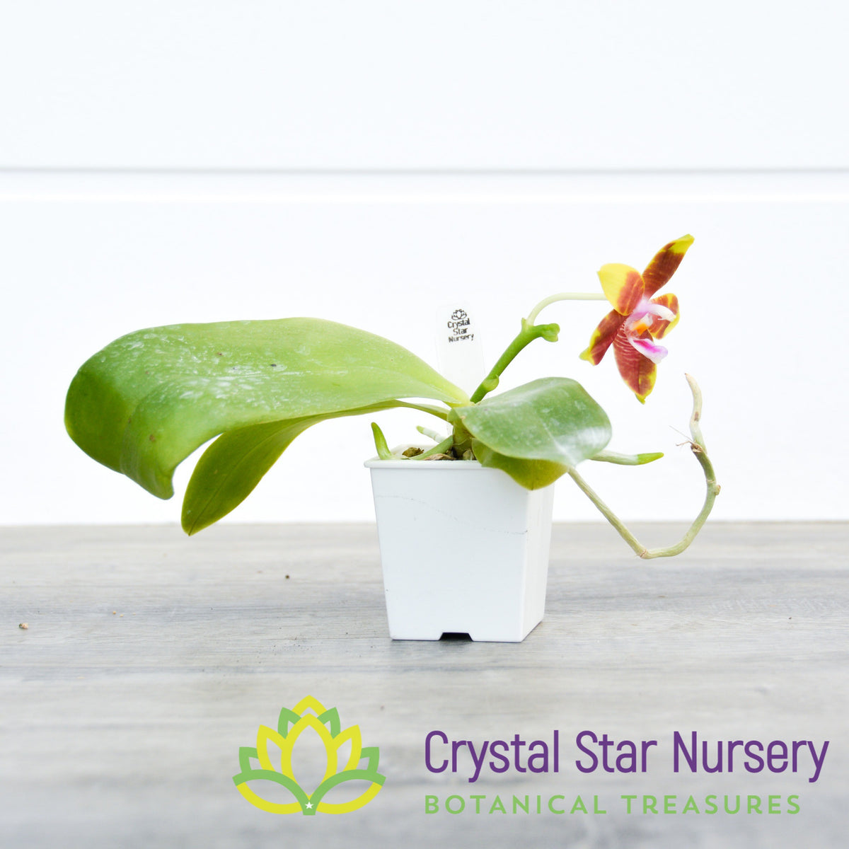 Phalaenopsis Hsia&#39;s Focus (361)