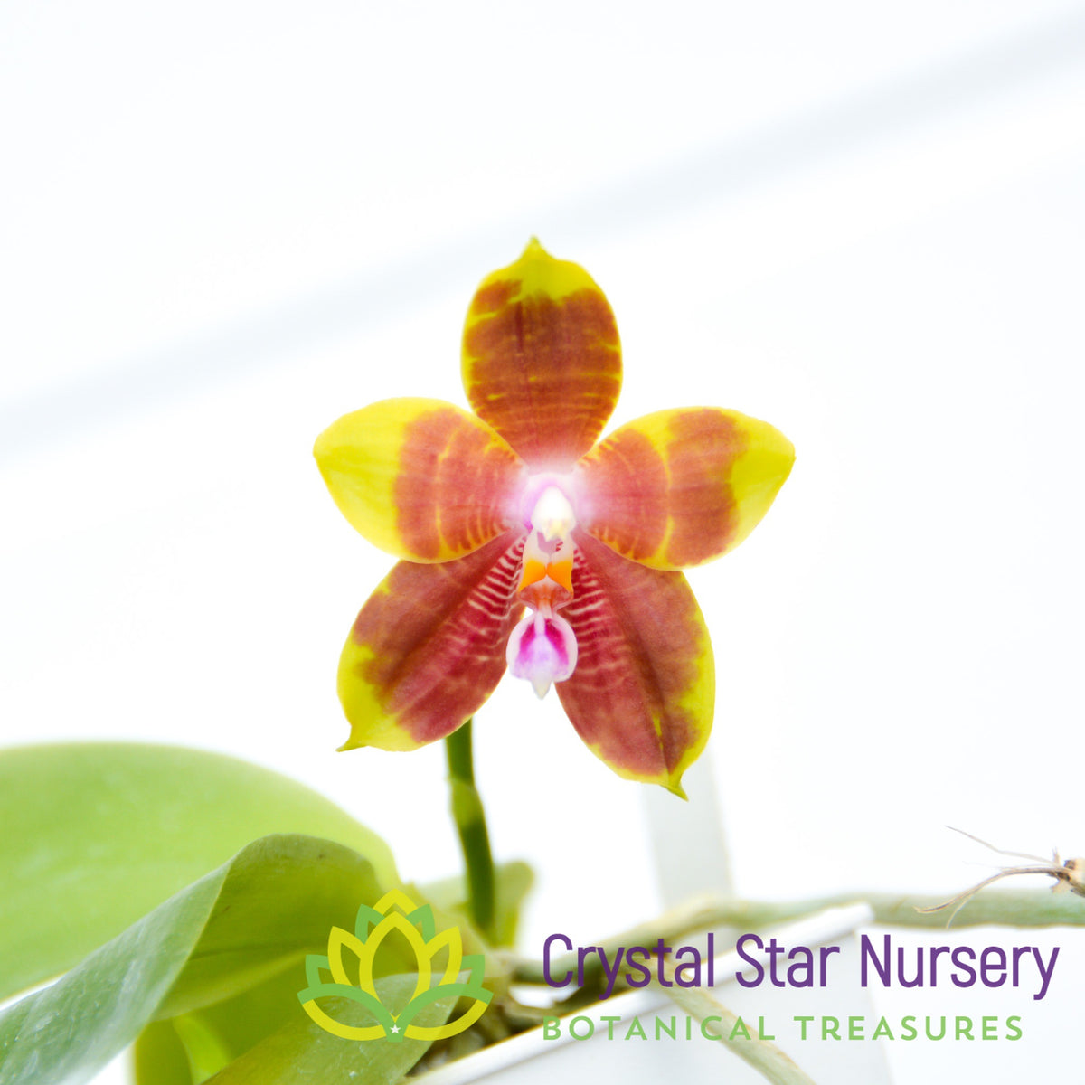 Phalaenopsis Hsia&#39;s Focus (361)