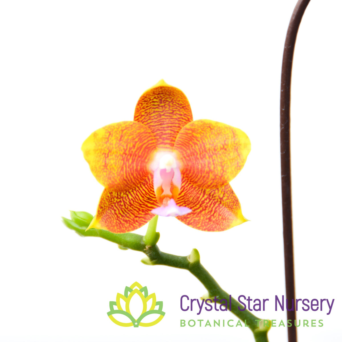 Phalaenopsis Mituo Champion King &#39;Mituo #6&#39; (105M)