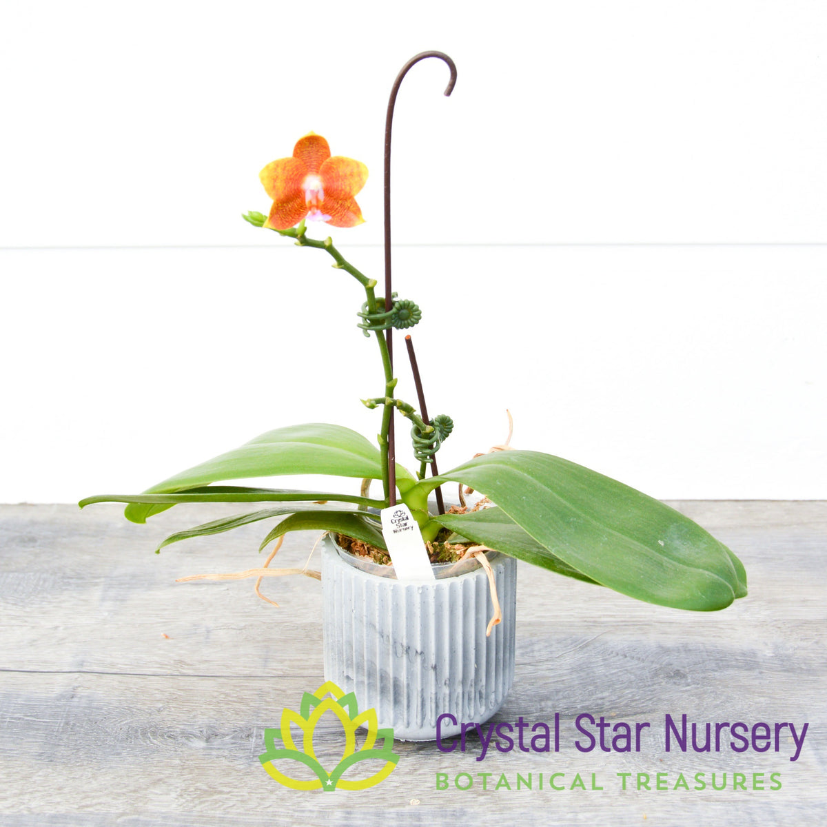 Phalaenopsis Mituo Champion King &#39;Mituo #6&#39; (105M)