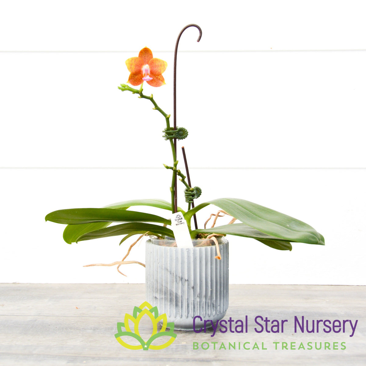 Phalaenopsis Mituo Champion King &#39;Mituo #6&#39; (105M)