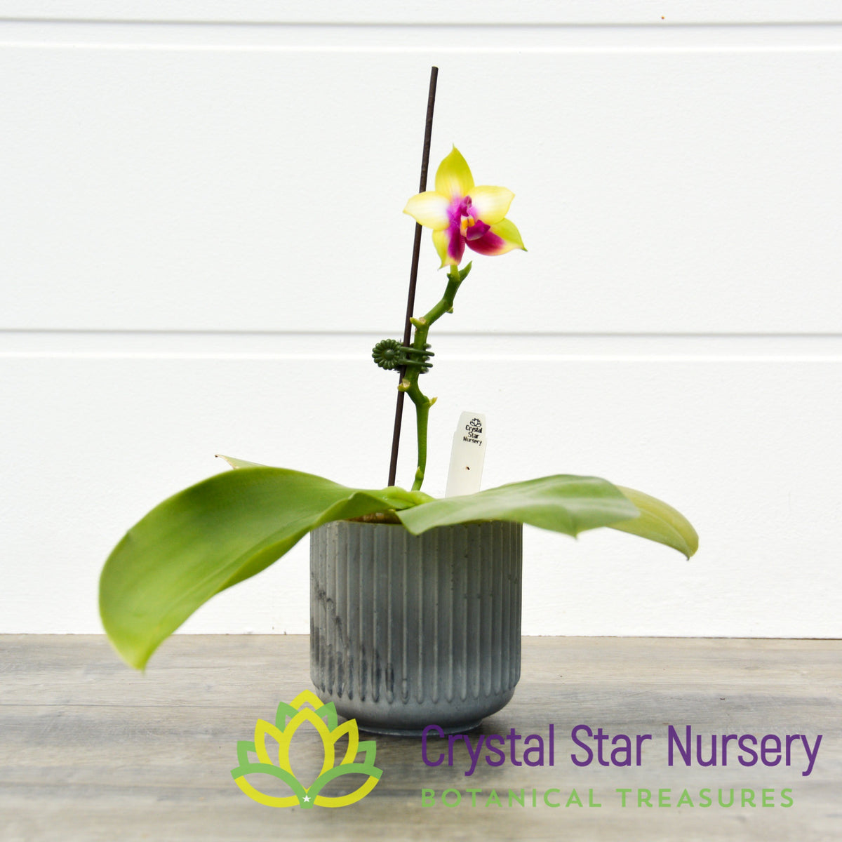 Phalaenopsis LD&#39;s Bear Queen &#39;Mituo #5&#39; (106M)