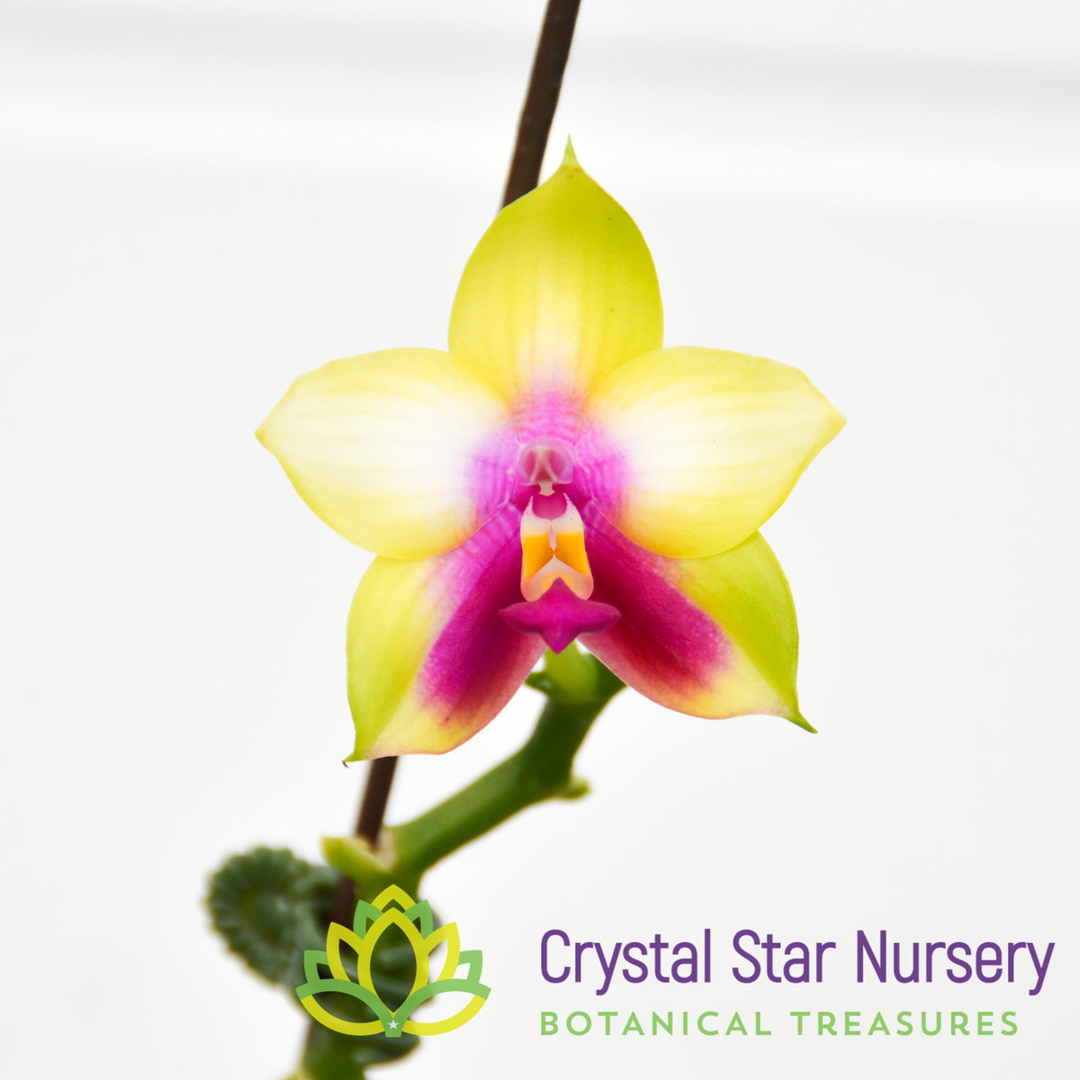 Phalaenopsis LD&#39;s Bear Queen &#39;Mituo #5&#39; (106M)