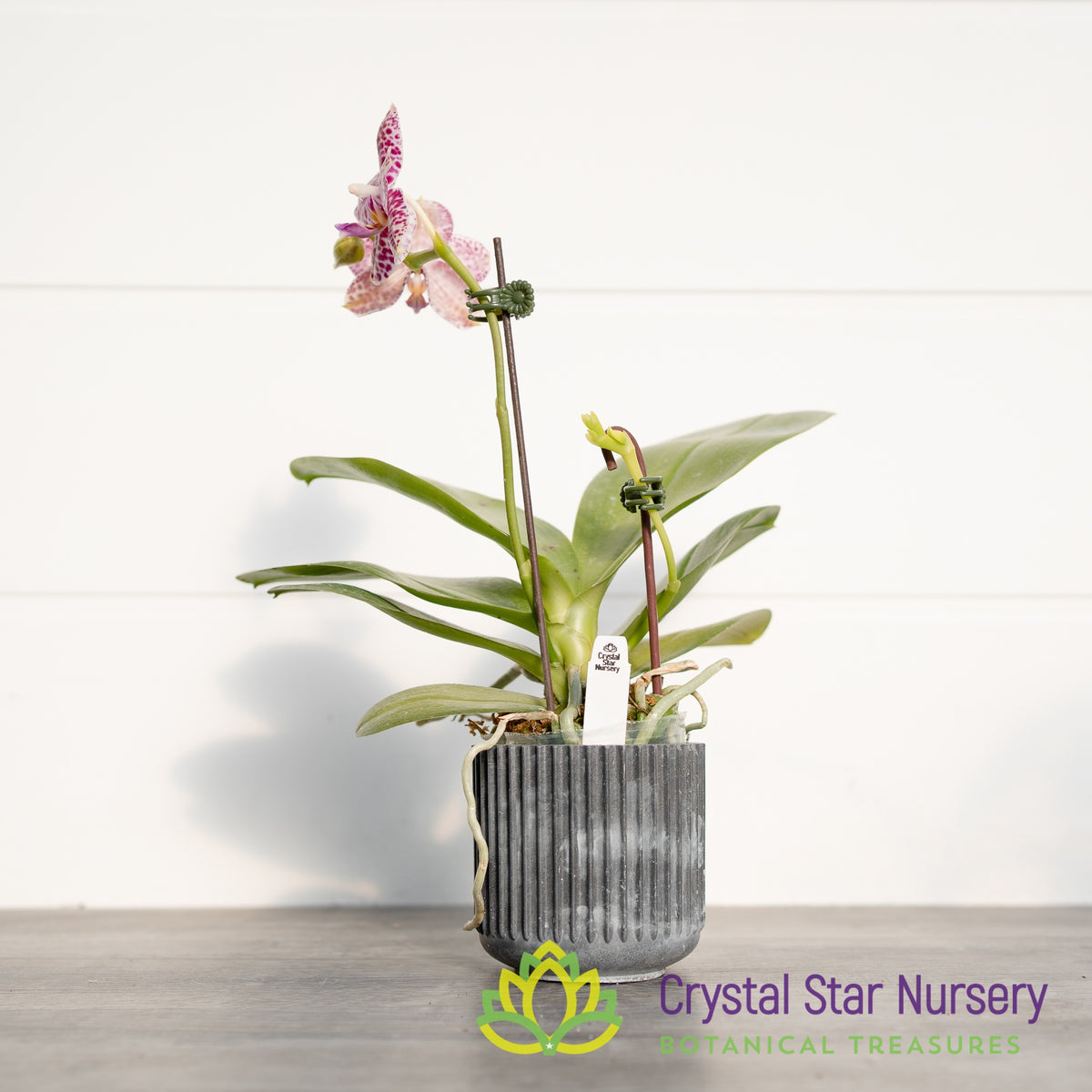 Phalaenopsis Mituo Diamond &#39;White Python&#39; (MCL146)