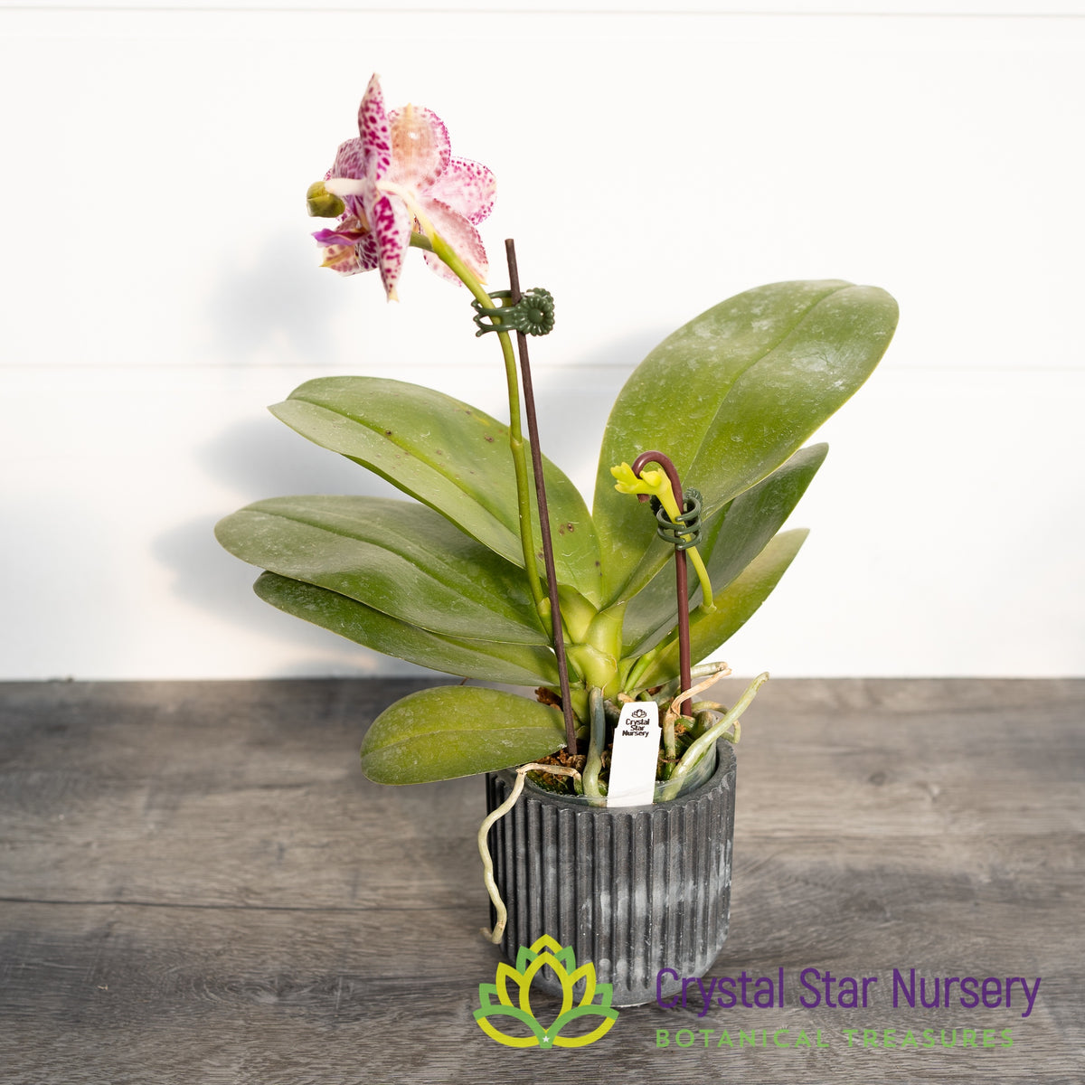 Phalaenopsis Mituo Diamond &#39;White Python&#39; (MCL146)