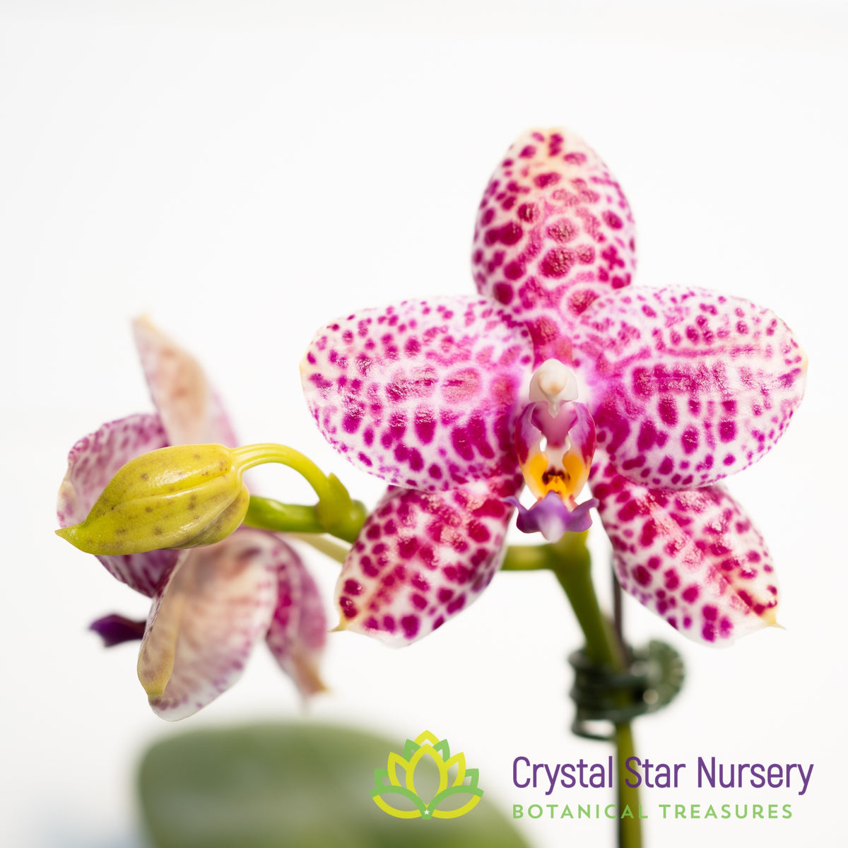 Phalaenopsis Mituo Diamond &#39;White Python&#39; (MCL146)