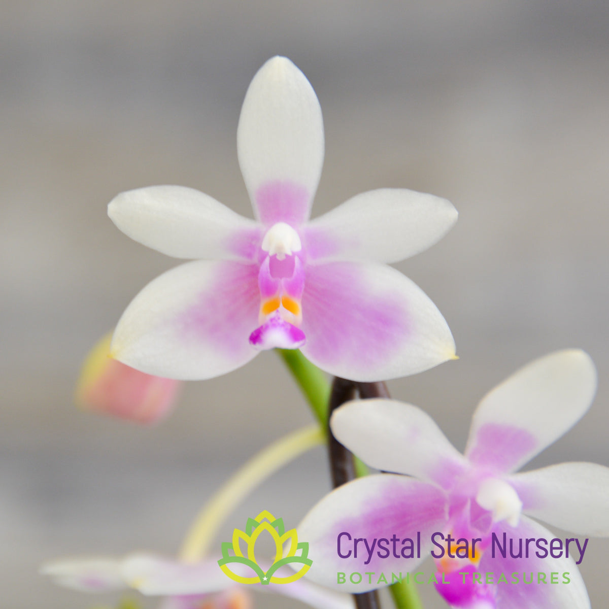 Phalaenopsis Modesta (CSN)