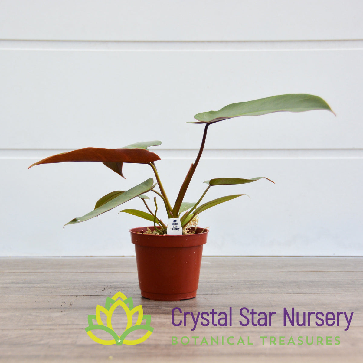 Philodendron Atabapoense