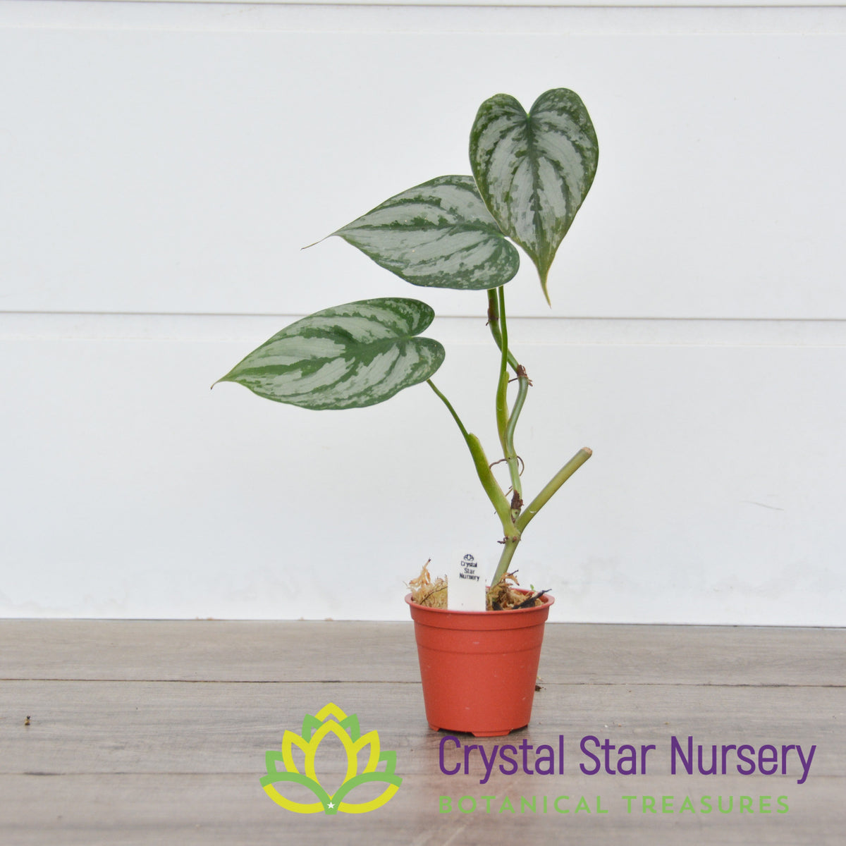 Philodendron Brandtianum