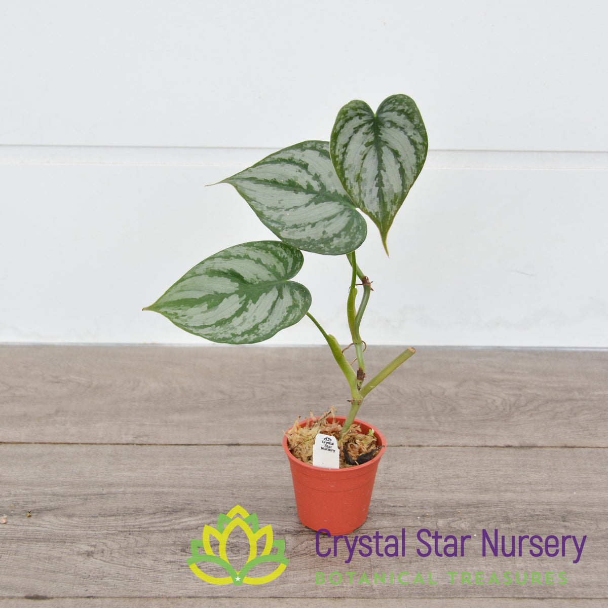 Philodendron Brandtianum