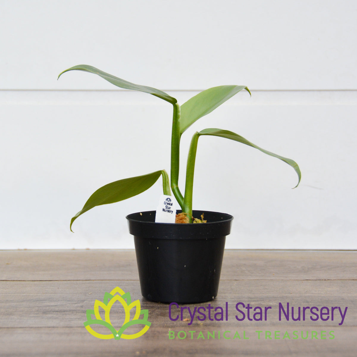Philodendron Hastatum Silver Sword