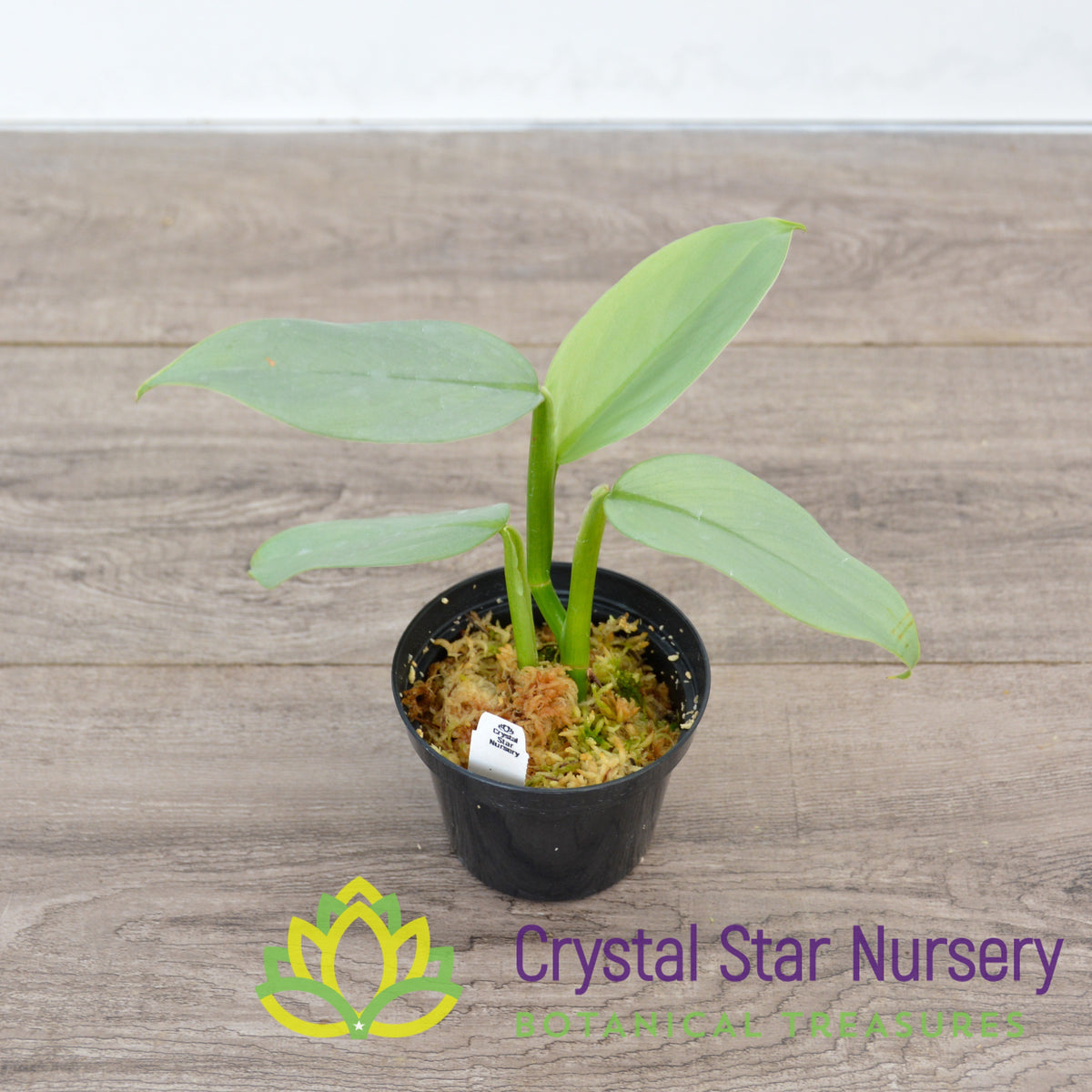 Philodendron Hastatum Silver Sword