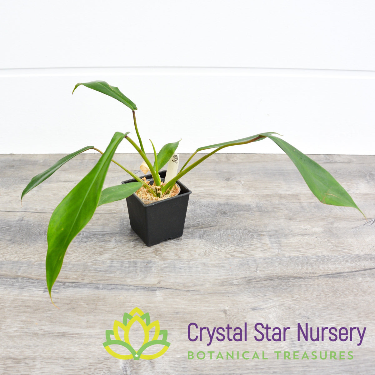 Philodendron Joepii