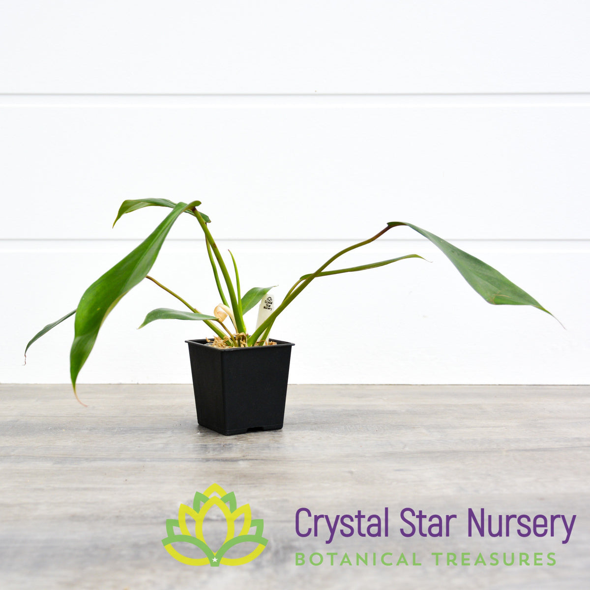 Philodendron Joepii