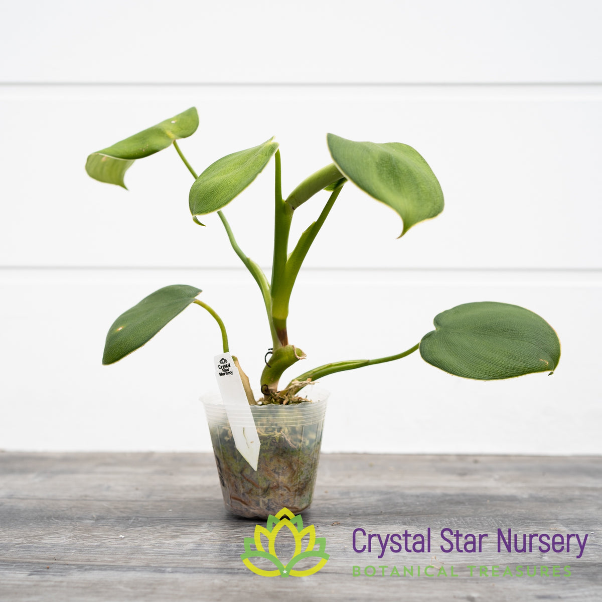 Philodendron Rugosum