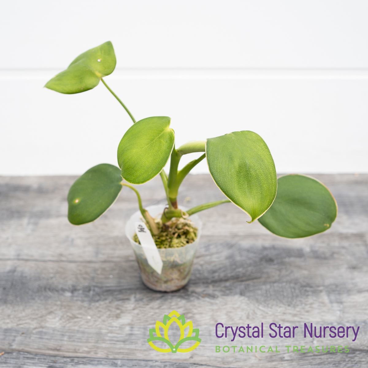 Philodendron Rugosum