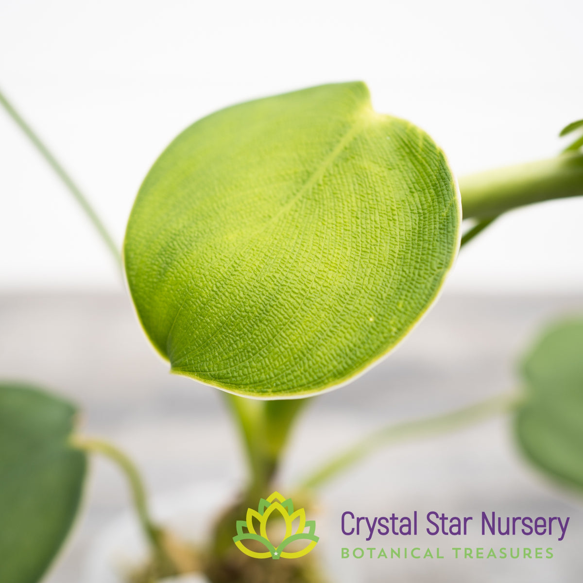 Philodendron Rugosum
