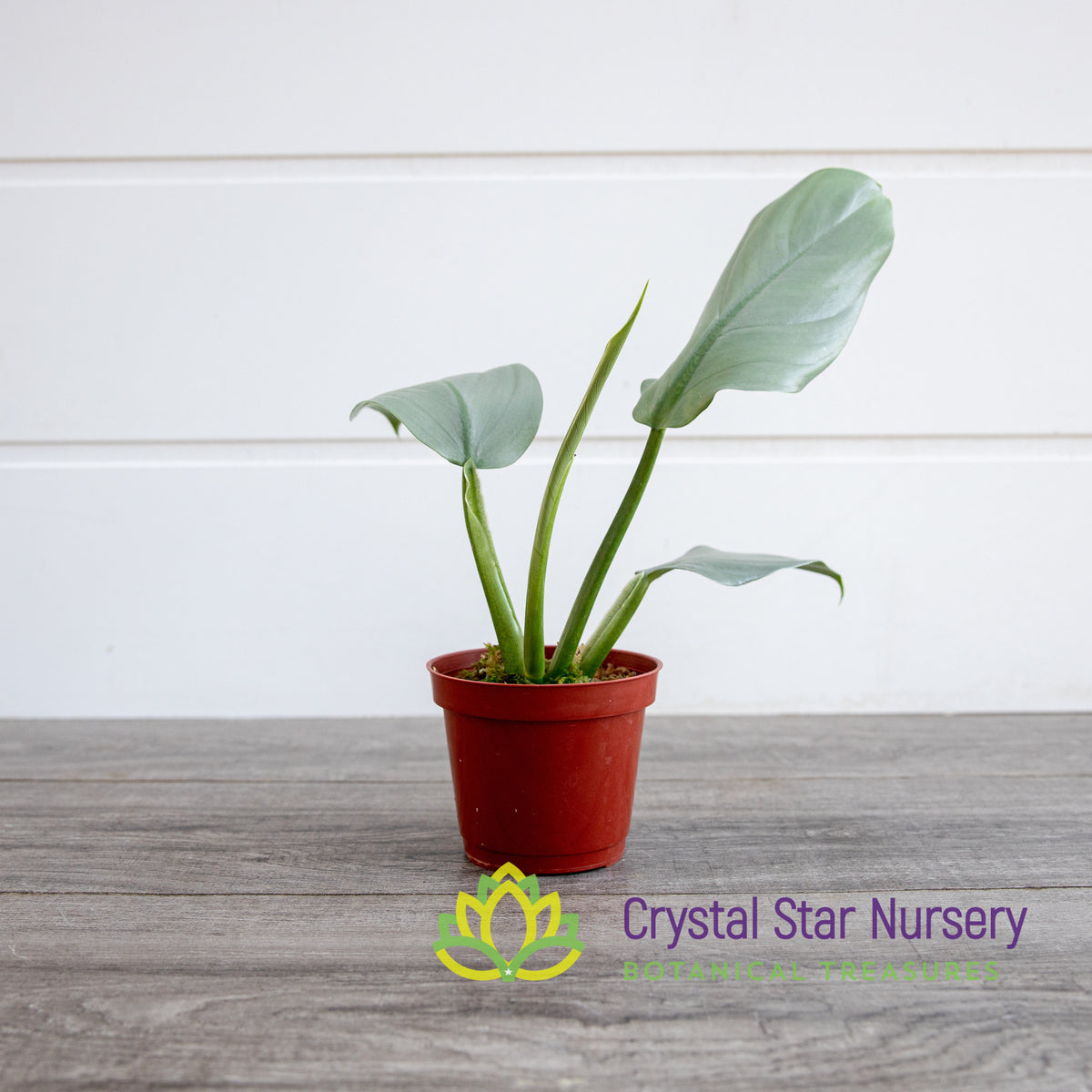 Philodendron Hastatum Silver Sword