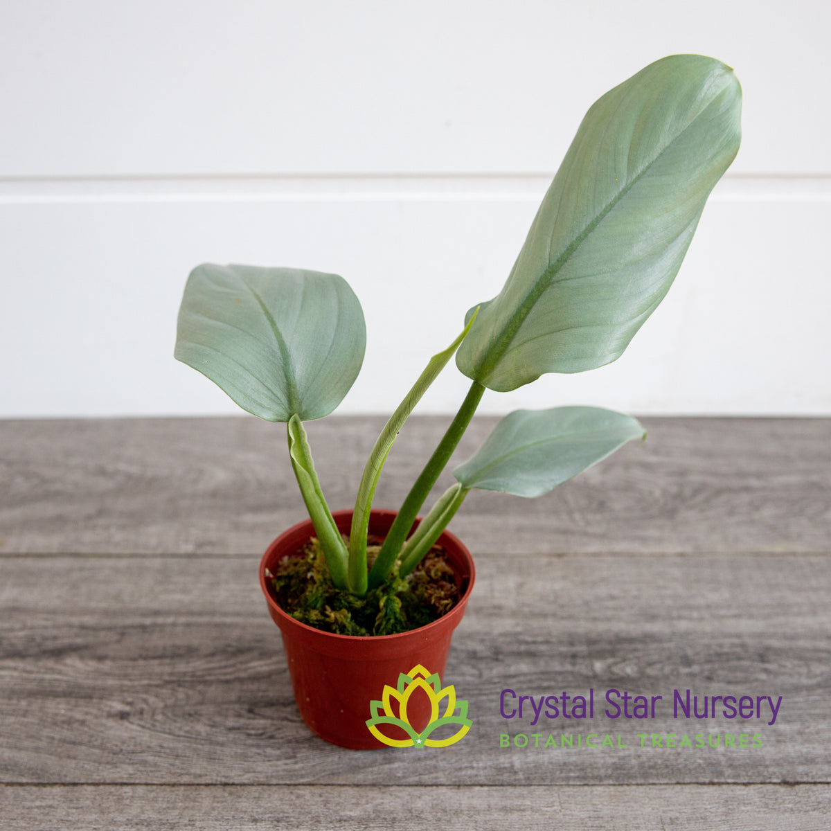 Philodendron Hastatum Silver Sword