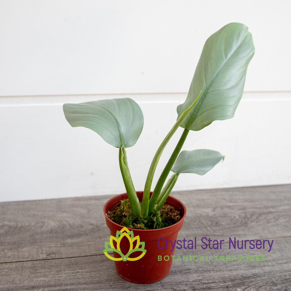 Philodendron Hastatum Silver Sword