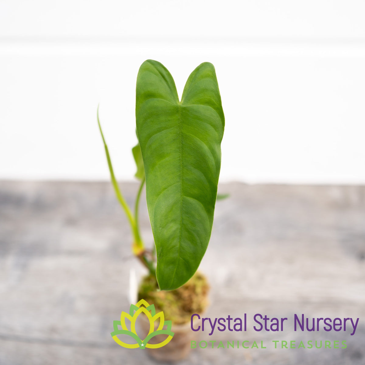 Philodendron Tenue
