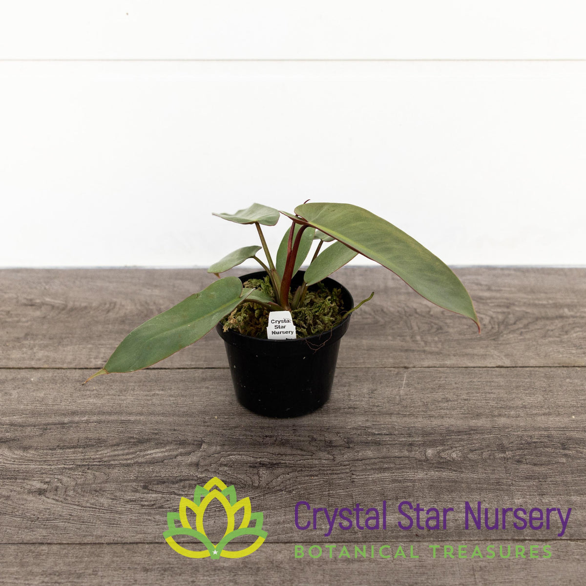 Philodendron Atabapoense