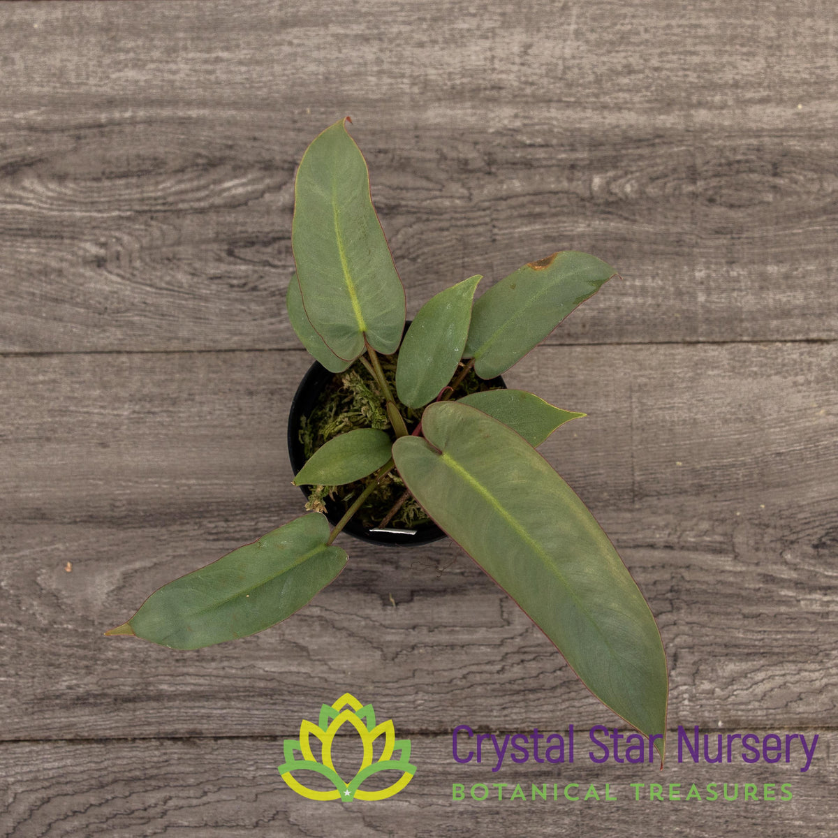 Philodendron Atabapoense