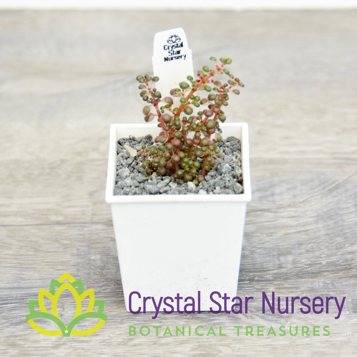 Pilea Serpyllacea Globosa