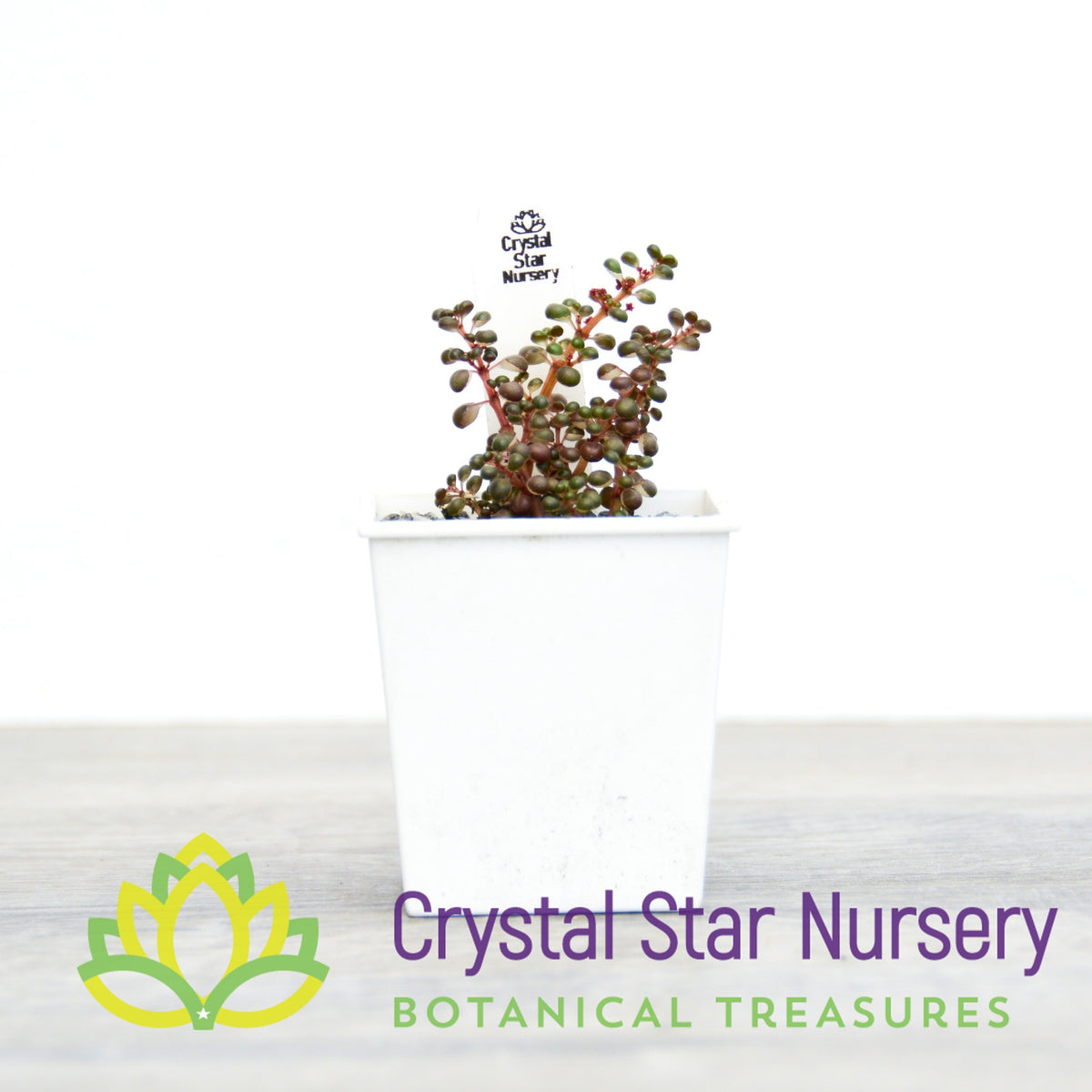 Pilea Serpyllacea Globosa