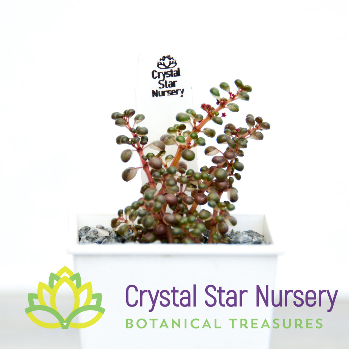 Pilea Serpyllacea Globosa