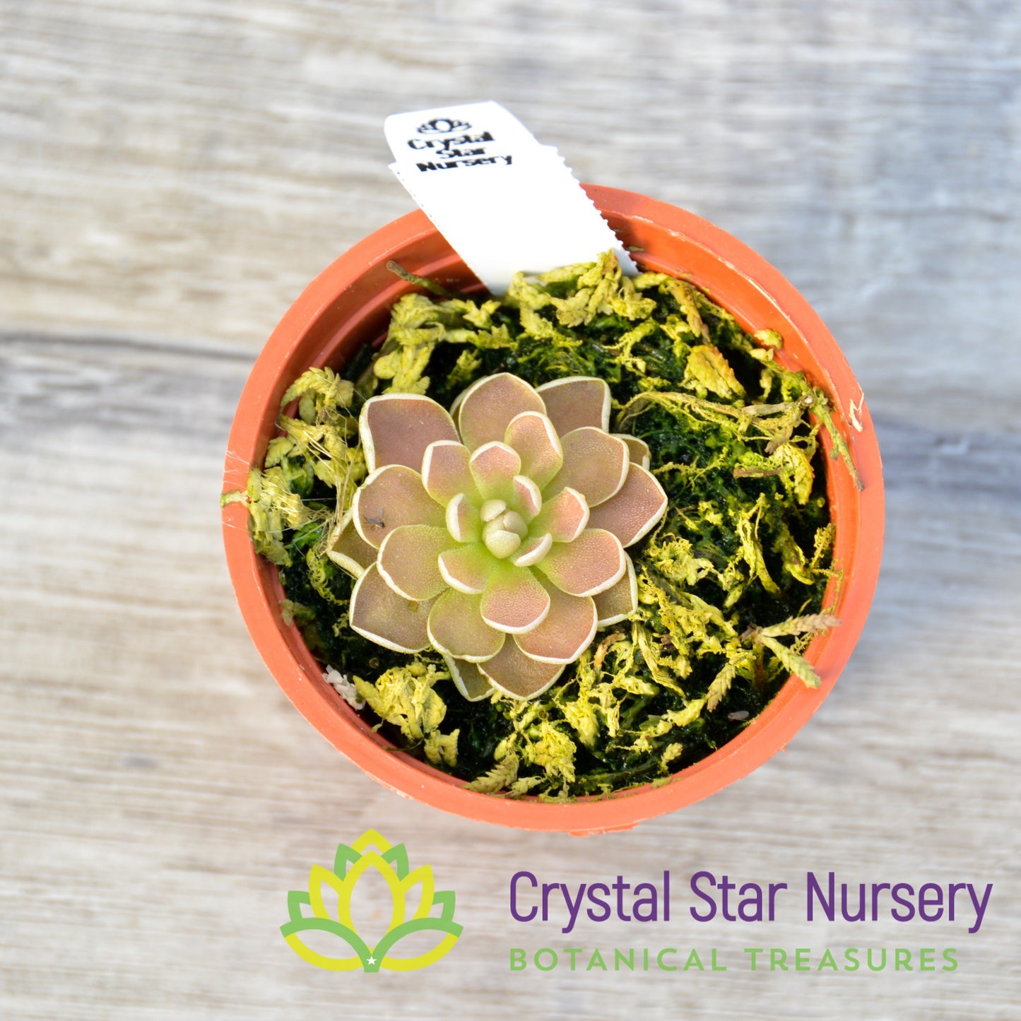 Pinguicula 'Florian'