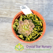 Pinguicula 'Florian'