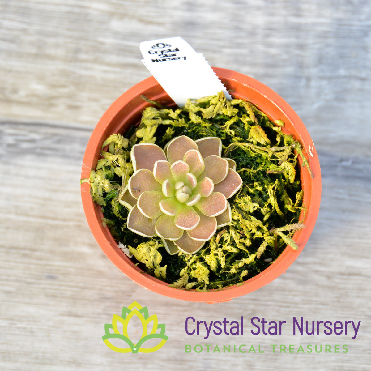 Pinguicula &#39;Florian&#39;