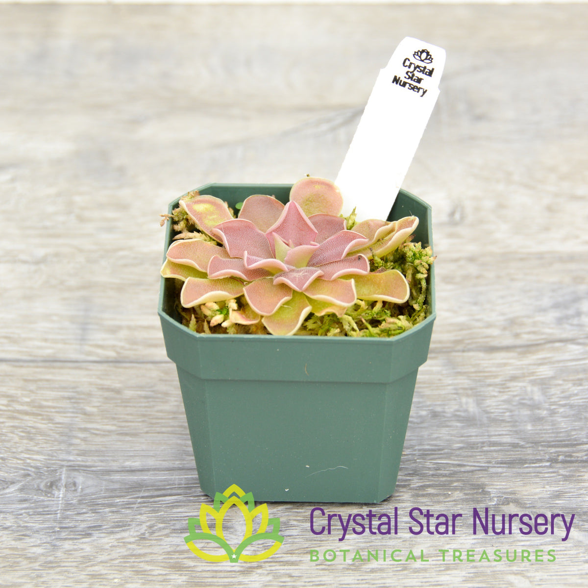 Pinguicula &#39;PE Formosa&#39;