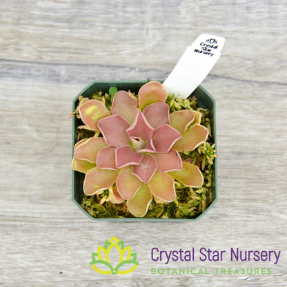 Pinguicula 'PE Formosa'