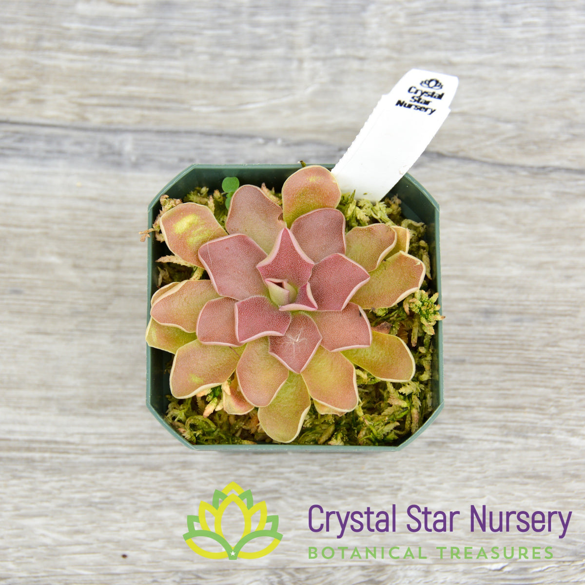 Pinguicula &#39;PE Formosa&#39;