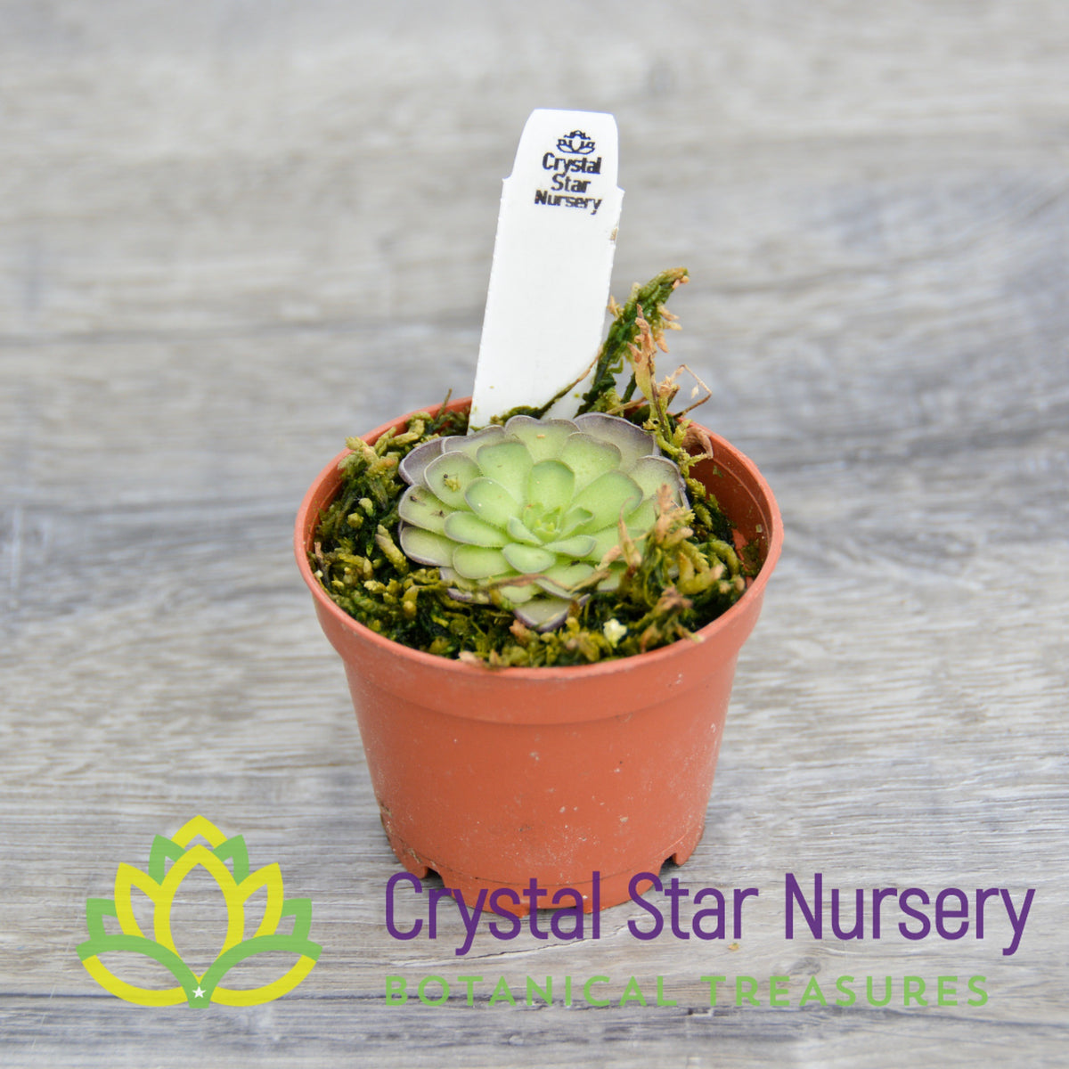 Pinguicula Cyclosecta