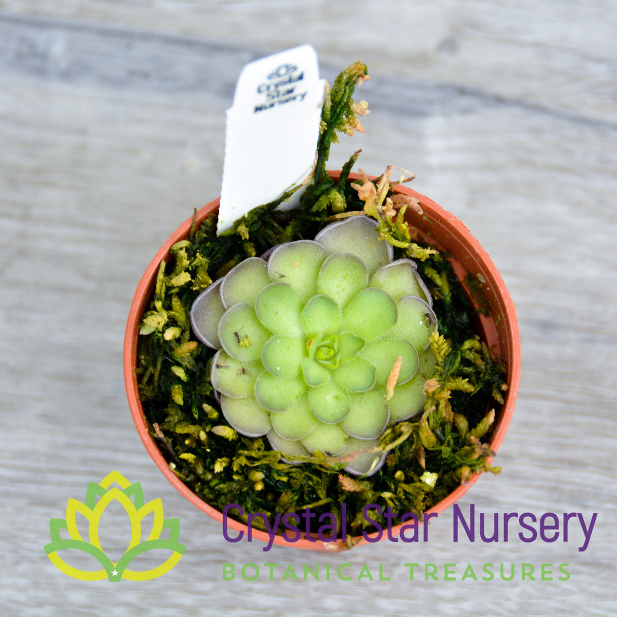 Pinguicula Cyclosecta