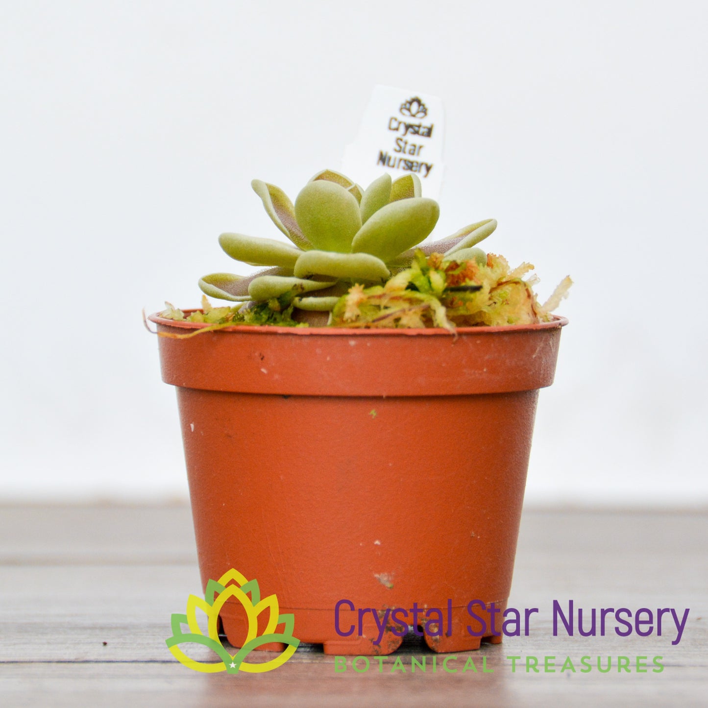 Pinguicula Ehlersiae