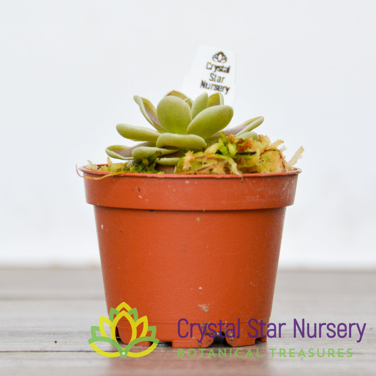Pinguicula Ehlersiae