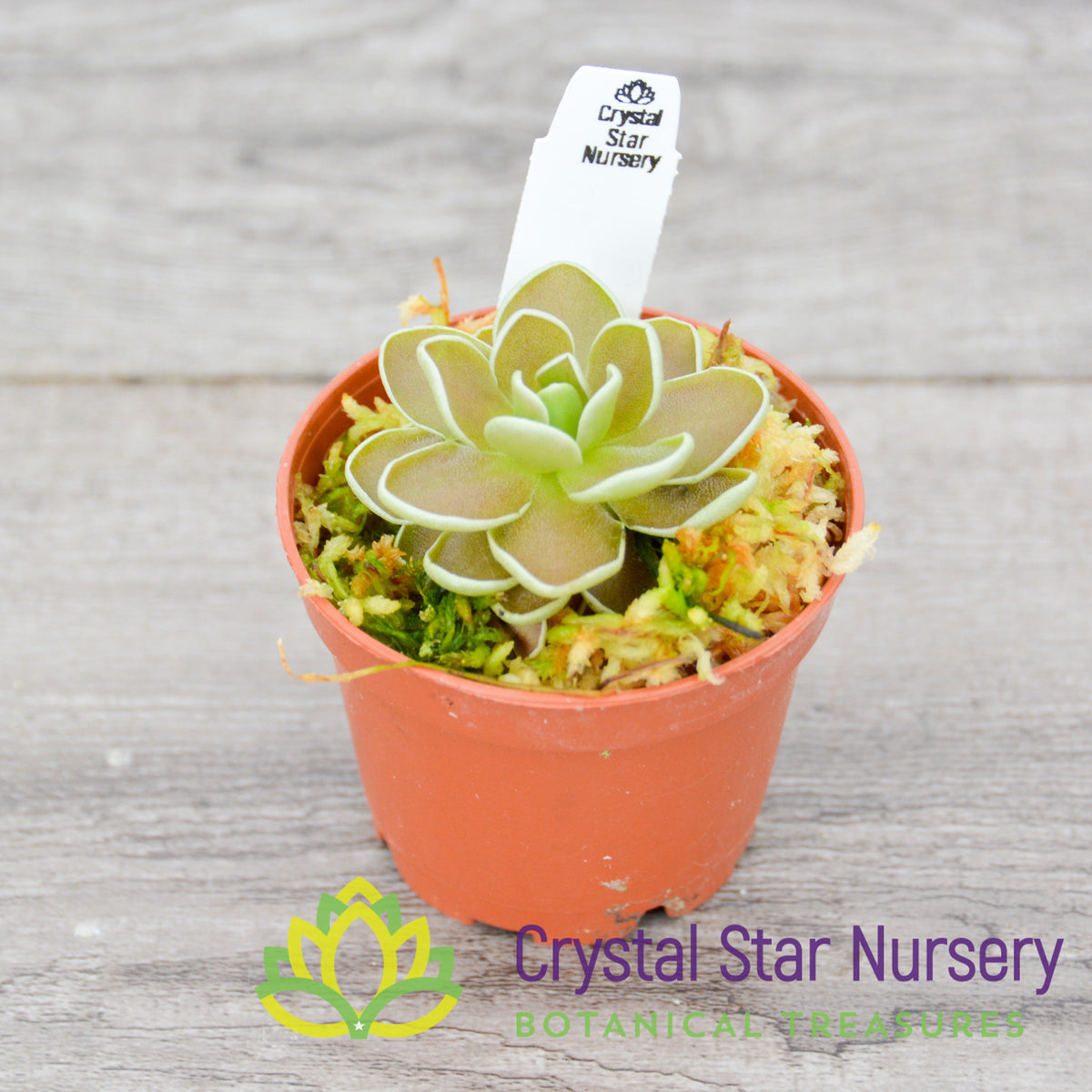 Pinguicula Ehlersiae