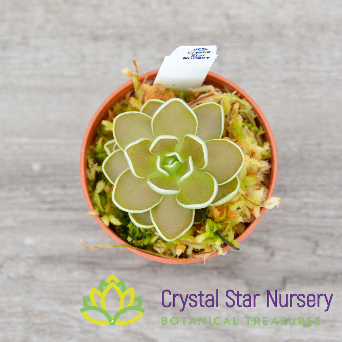 Pinguicula Ehlersiae