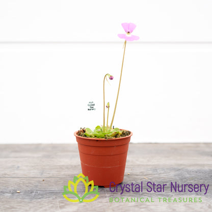 Pinguicula Ehlersiae