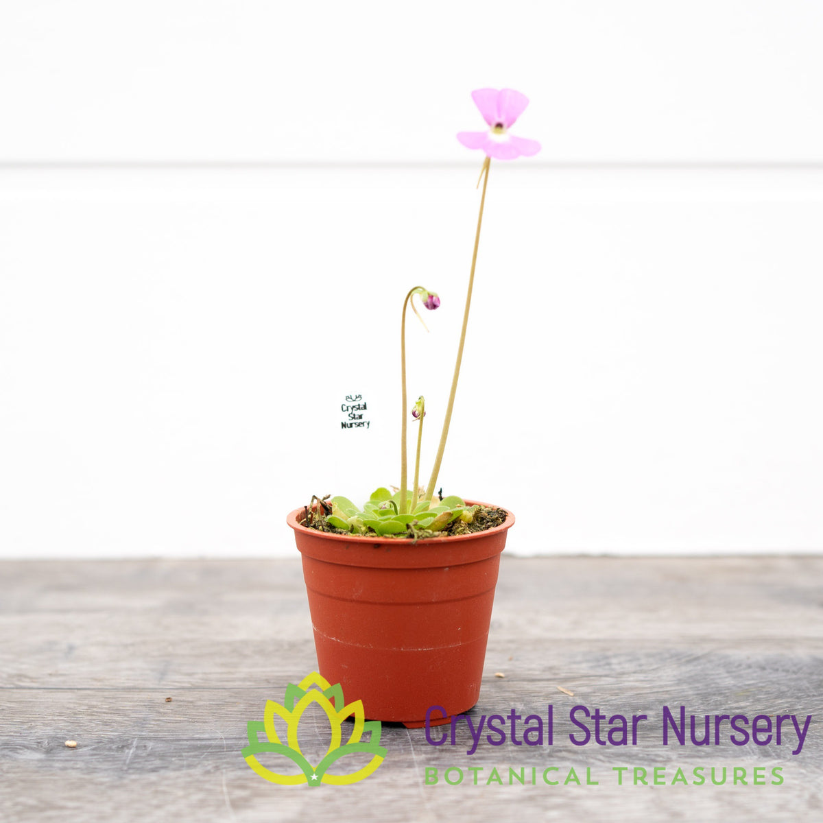 Pinguicula Ehlersiae