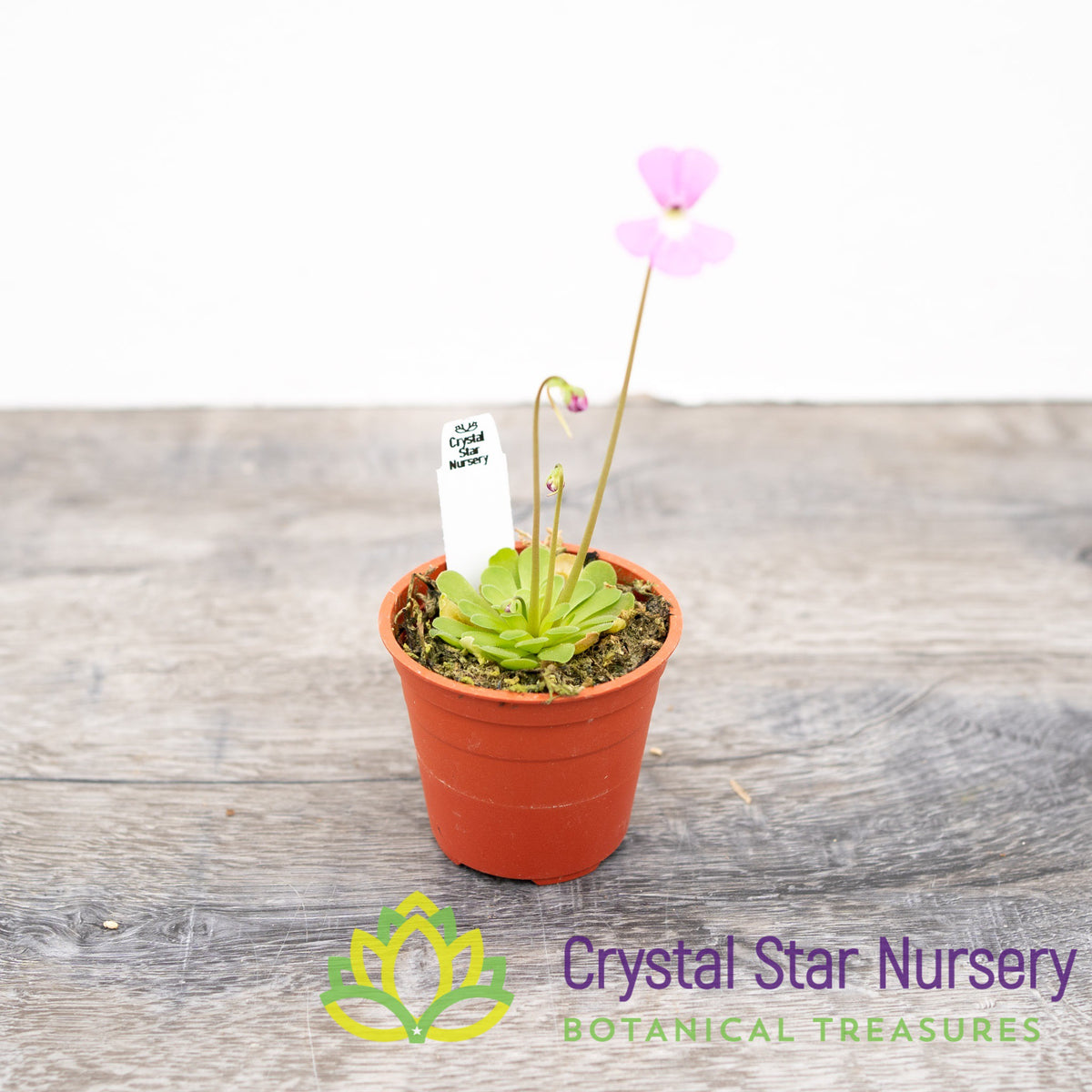 Pinguicula Ehlersiae